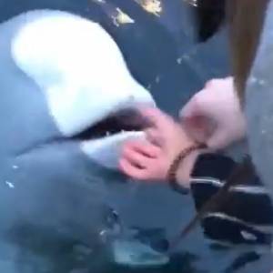 Białucha wyłania się z wody i oddaje telefon kobiecie! Niesamowite! [WIDEO]