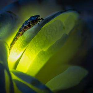 Wkrótce możemy już nie zobaczyć świetlików. Ich liczebność drastycznie spada