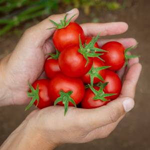 Dlatego nie można trzymać pomidorów w lodówce. Wielu Polaków popełnia ten błąd