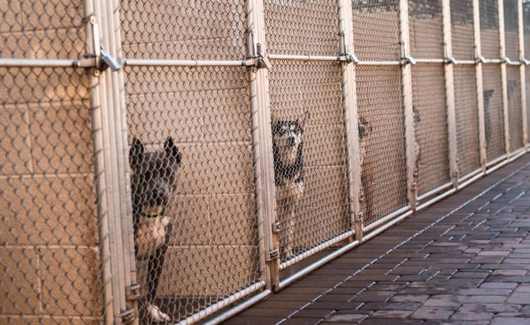 Pies spędził niemal rok w schronisku. Na szczęście rodzina go odnalazła! Reakcja zwierzęcia robi furorę w sieci [WIDEO]