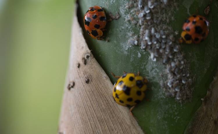 Biedronki azjatyckie w Polsce. Jak się ich pozbyć? Sprawdź domowe sposoby na walkę z biedronką azjatycką! 