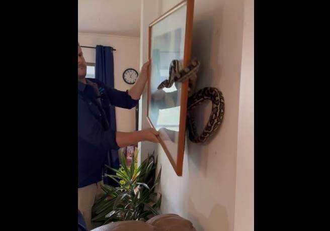 Za ich obrazem ukrył się wąż. Rozmiar pytona zdziwił nawet ekspertów [WIDEO]