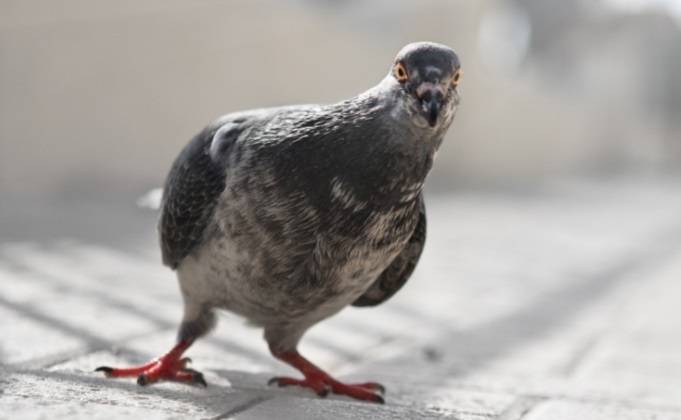Gołąb przekroczył dozwoloną prędkość. Fotoradar zrobił mu zdjęcie...