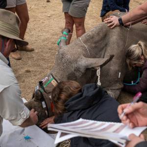 Naukowcy wstrzykują nosorożcom radioaktywną substancję. Powód zaskakuje 