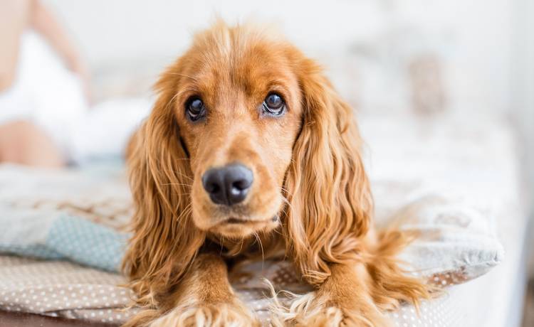 Pies polskiego tiktokera jest hitem sieci. Internauci uważają, że powinen pojechać na Eurowizję [WIDEO]