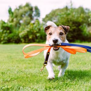 Ta sytuacja często ma miejsce podczas spaceru z psem. Tak nie reaguj