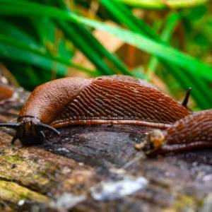 Jak skutecznie pozbyć się ślimaków bez skorupy? Odkryj sekret ogrodników!