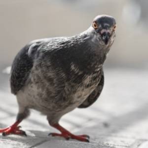 Gołąb przekroczył dozwoloną prędkość. Fotoradar zrobił mu zdjęcie...