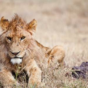 Lew jest tak słaby, że nie ma siły jeść. Oburzenie internautów sięga zenitu [WIDEO]