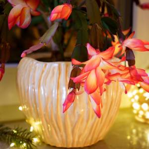 Co zrobić, żeby grudnik kwitł? Tak pobudzisz go do kwitnienia