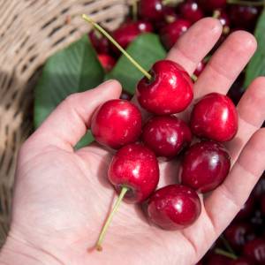 Wiśnie - dlaczego warto je jeść? Pozytywnie wpływają nawet na sen!