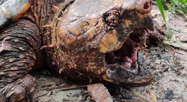 Ogromny żółw jaszczurowaty złapany. To niezwykły okaz!