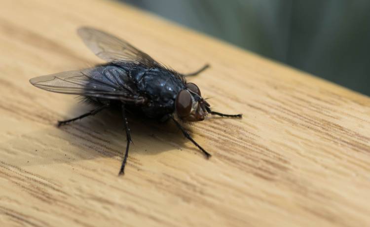 Kontrowersyjna wypowiedź rosyjskiego naukowca. Twierdzi, że powinniśmy wystrzegać się much