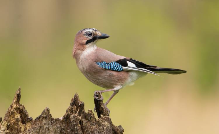 fot. shutterstock.com