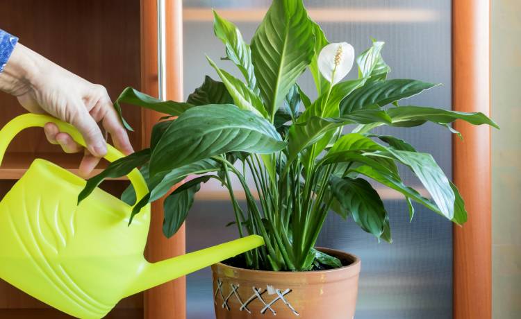 fot. shutterstock.com