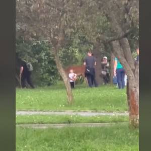 Ludzie otoczyli łanię w centrum Zakopanego. Zwierzę uderzyło dziecko! [WIDEO]