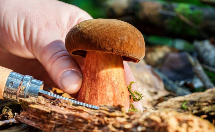 Borowik ceglastopory – majowy rarytas w polskich lasach, fot. Shutterstock
