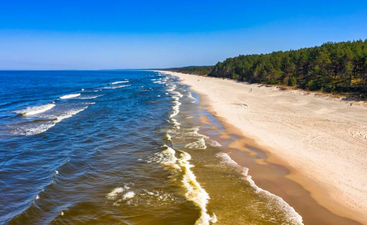 Dziki na plaży?! Ten widok plażowicze zapamiętają na długo [FOTO]