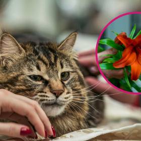 Czy lilia może zabić kota? Ekspertka mówi wprost