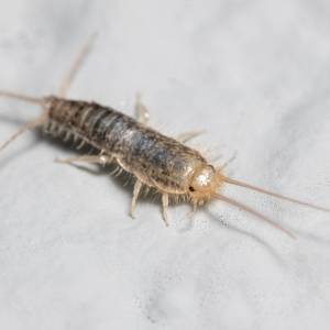 Rybik cukrowy. Czy ten mały owad jest groźny?