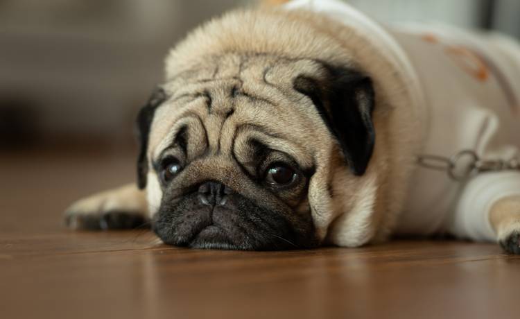 Jak przedłużyć życie naszego zwierzaka? Wystarczy unikać tych błędów