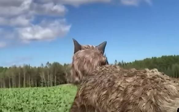 Robo-wilki to przyszłość? Przerażające Monster Wolves chronią mieszkańców przed intruzami!
