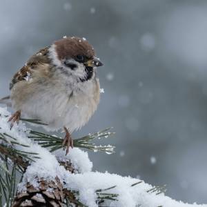 Zima w Polsce 2026. Do kiedy będzie mróz?
