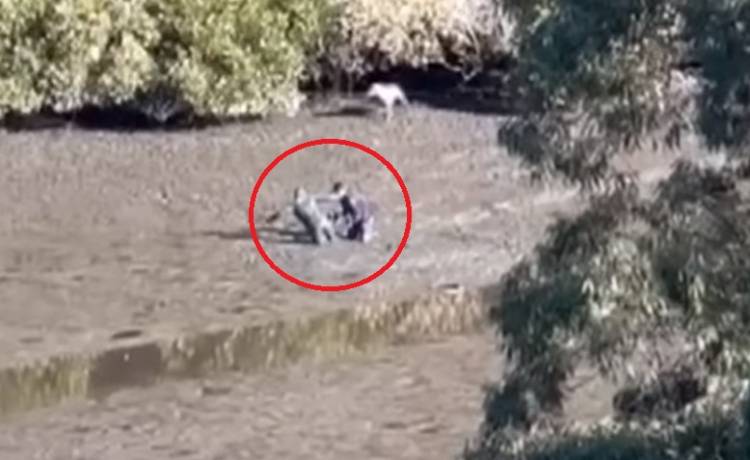 Ratowała rannego psa. Wciągnęło ją błoto. Utknęła w śmiertelnej pułapce [WIDEO]   