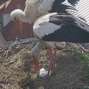 Tak wygląda bociania miłość! Czułe ujęcie trafiło do sieci [FOTO]