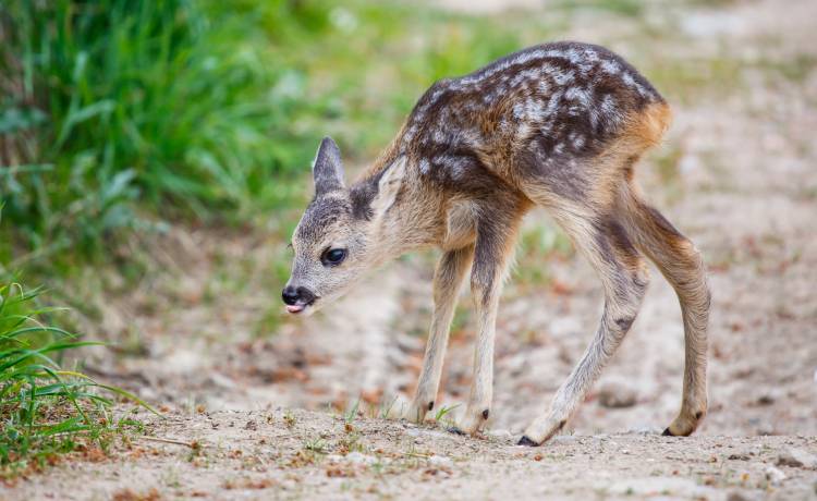 Osierocony sarni maluszek łamie serca setek internautów. "Matka straciła życie w wyniku ludzkich prac polowych" [FOTO]