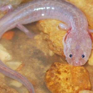 Myślisz, że bywasz leniwy? To zwierzę nie ruszyło się od 7 lat!    