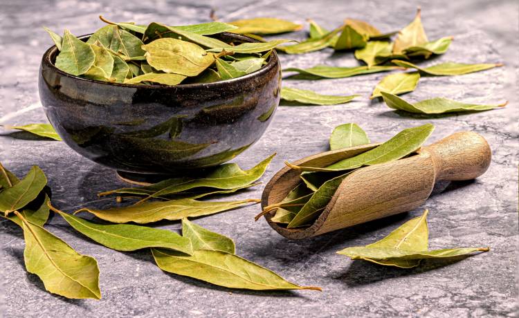 Liście laurowe, fot. Shutterstock