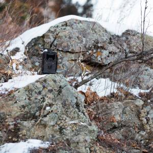 Czy niedźwiedzie jeszcze śpią? Nagranie z fotopułapki nie pozostawia wątpliwości! [WIDEO]