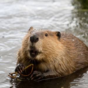 Mieszkańcy atakowani przez niebezpieczne zwierzę? Popłoch wzbudził zagubiony bóbr...