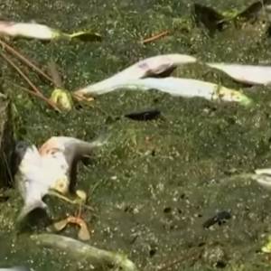 Zatoka w San Francisco zaatakowana przez toksyczne algi. Ryby umierają, ludzie omijają wodę z daleka [WIDEO]