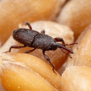 Jego widok w kuchni może przerazić. Czym jest wołek zbożowy? 