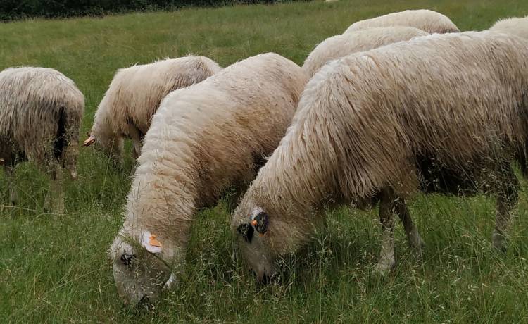 Kontynuacja programu "Owca Plus". Kogo dotyczy? 