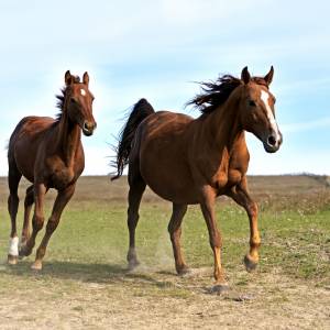 Maraton, w którym człowiek ściga się z koniem. Zwycięzca nie jest oczywisty!