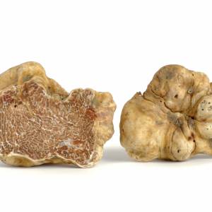 W Polsce też można szukać trufli!