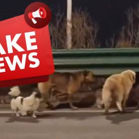 Ta historia o siedmiu psach poruszyła miliony. Okazała się nieprawdziwa