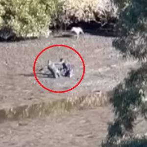 Ratowała rannego psa. Wciągnęło ją błoto. Utknęła w śmiertelnej pułapce [WIDEO]   