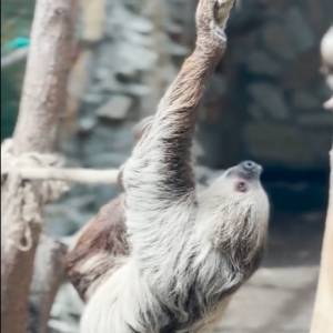 Nowy wybieg we wrocławskim zoo. Leniwce wprost szaleją! [WIDEO]