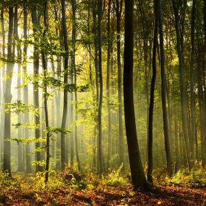 W polskim lesie zauważono "białą zjawę". Zdjęcia zwierzęcia podbijają sieć