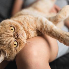 Dlaczego koty wskakują na kolana właścicielom? Wyjaśniamy!