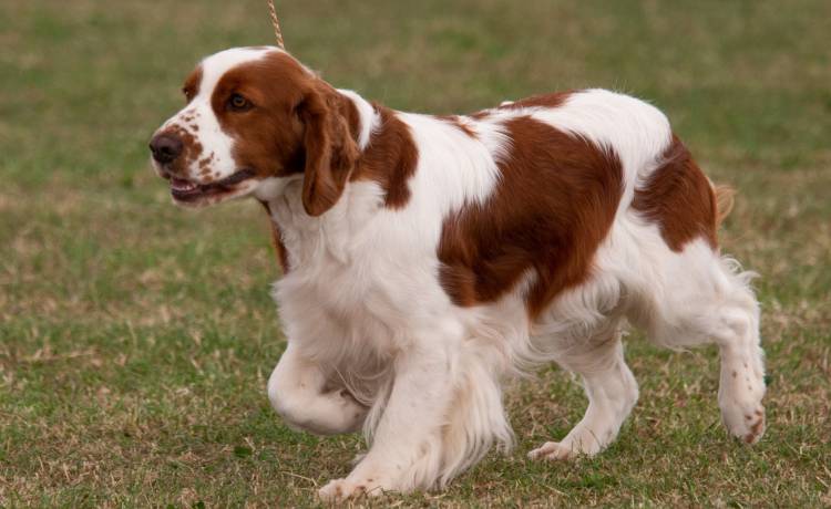 Uwaga! Pies na murawie! Piłkarze wnieśli na rękach nietypowych gości