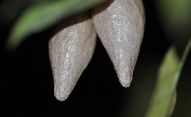 Na drzewie zauważyła przypominające skórę "sakiewki". Gdy odkryła, czym są, zrobiło się jej słabo