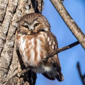 Co oznacza sowa w ogrodzie? Dlatego pojawia się blisko domu