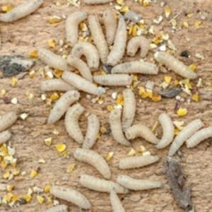 Larwy much leczą w polskim szpitalu! Są skuteczniejsze niż chirurg i antybiotyki?          