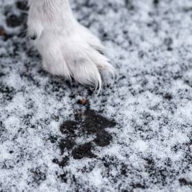 Nadchodzi trzaskający mróz. Oto jak zadbać o psa 