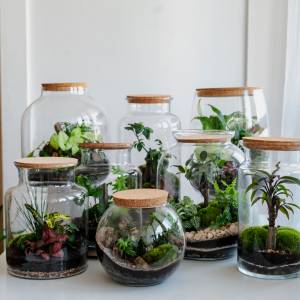 Dzień Matki 2020. Idealnym prezentem będzie… las w słoiku! Jego wykonanie nie jest wcale takie trudne!